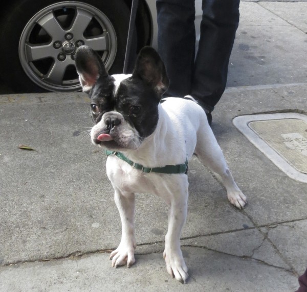 Black and White Boston Terrier Sticking His Tongue Out