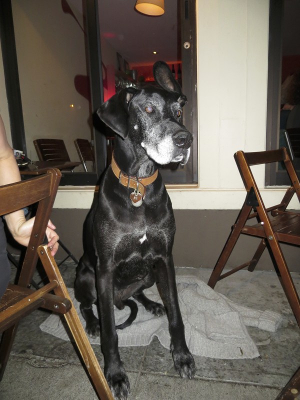 Eleven-Year-Old Black Great Dane With White Muzzle