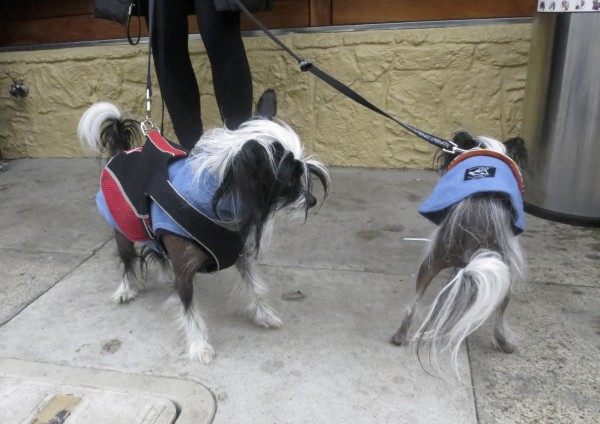 Two Black-And-White Chinese Crested Dogs