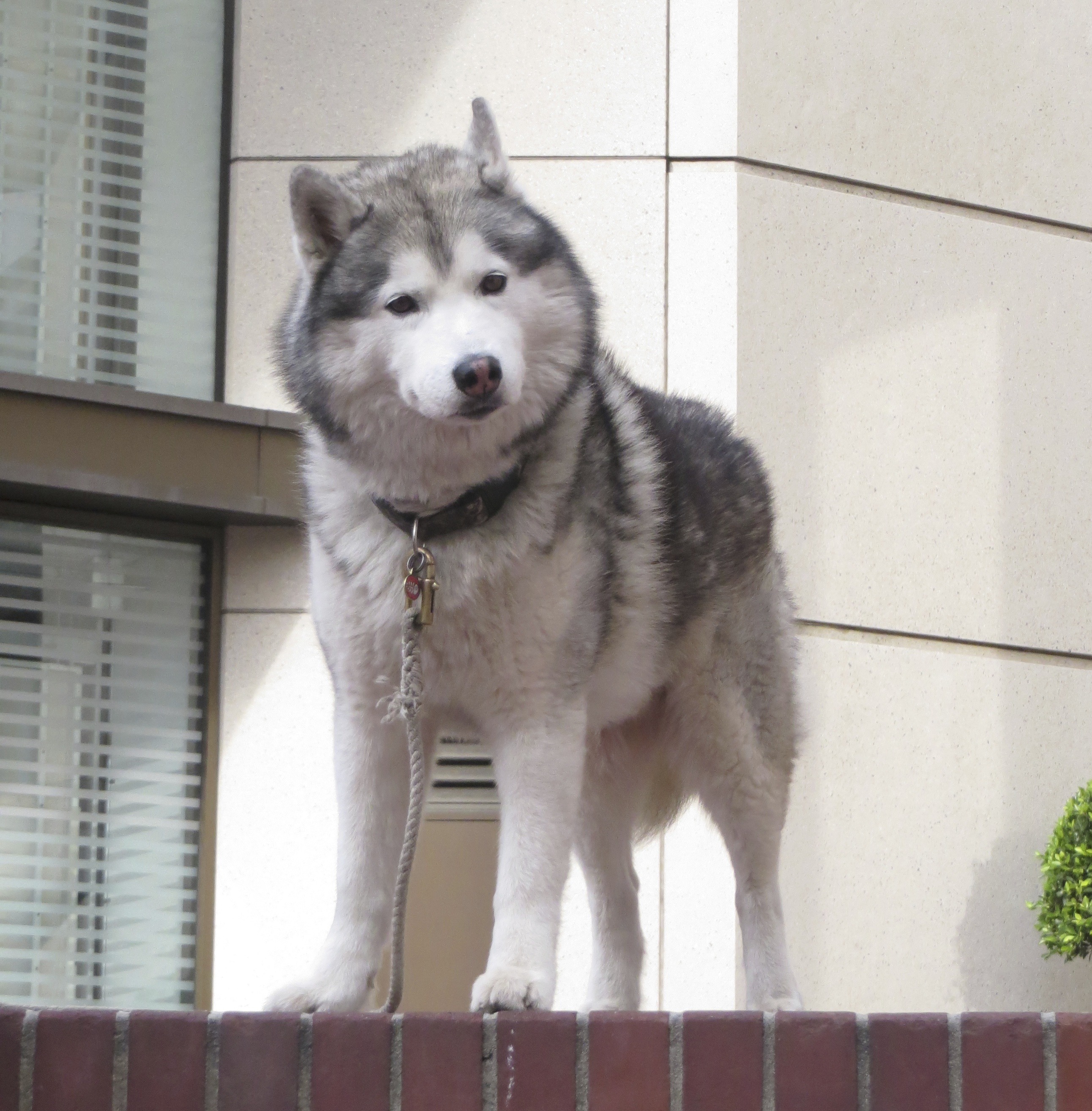 Silver-and-White Siberian Husky