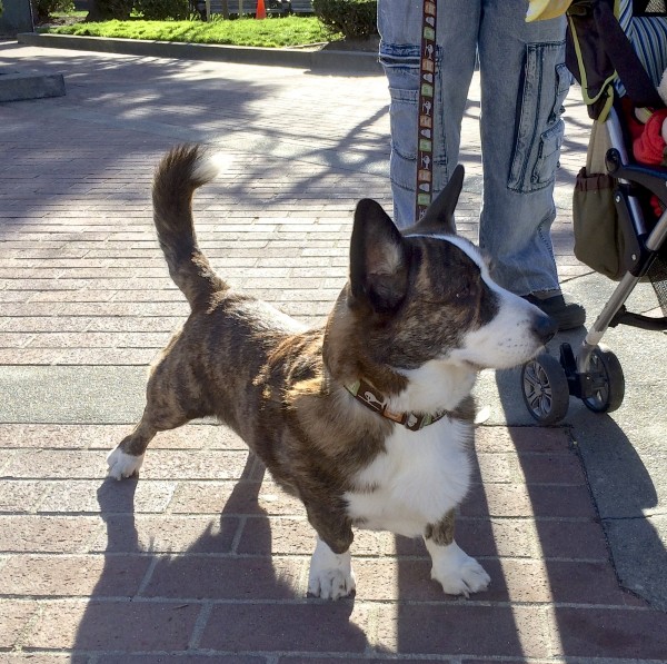 Brindle-and-White Cardigan Welsh Corgi With White Tail-Tip