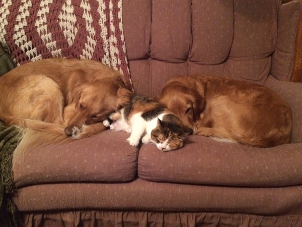 Two Golden Retrievers And A Calico Tabby Cat Sleeping