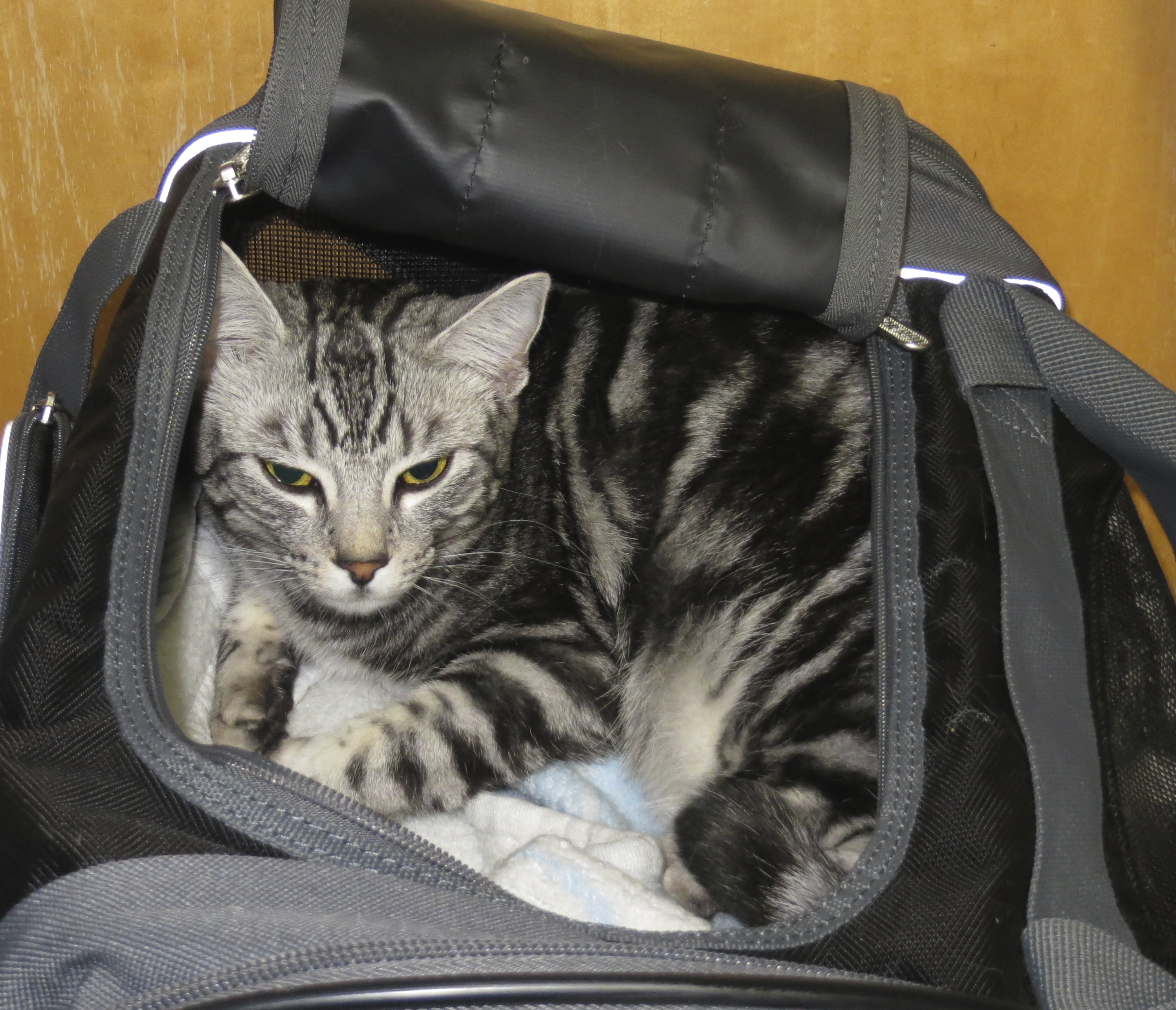 Grey Tiger Tabby Cat in a Tote Bag