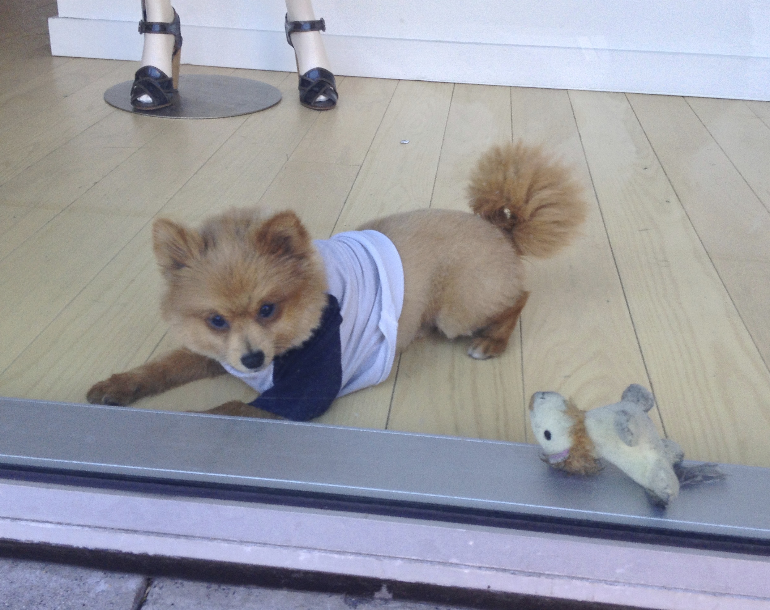 Pomeranian in a Tee Shirt Sitting in a Window