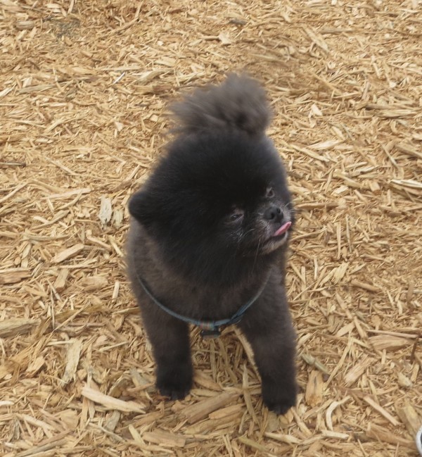 Small Black and Grey Pomeranian Sticking Out His Tongue And Looking Adorable