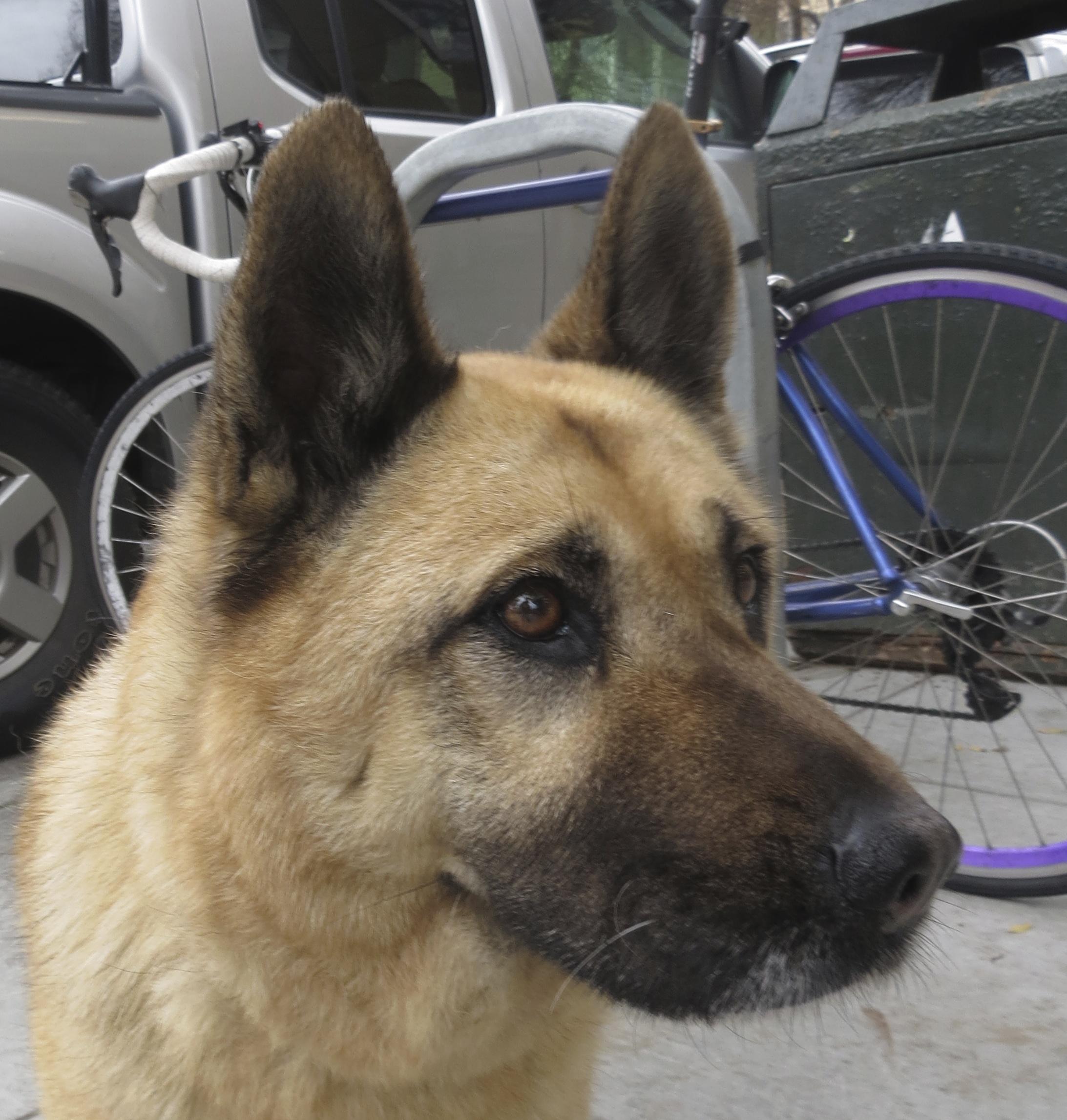 Dog of the Day Eve the German Shepherd/Chow Mix The