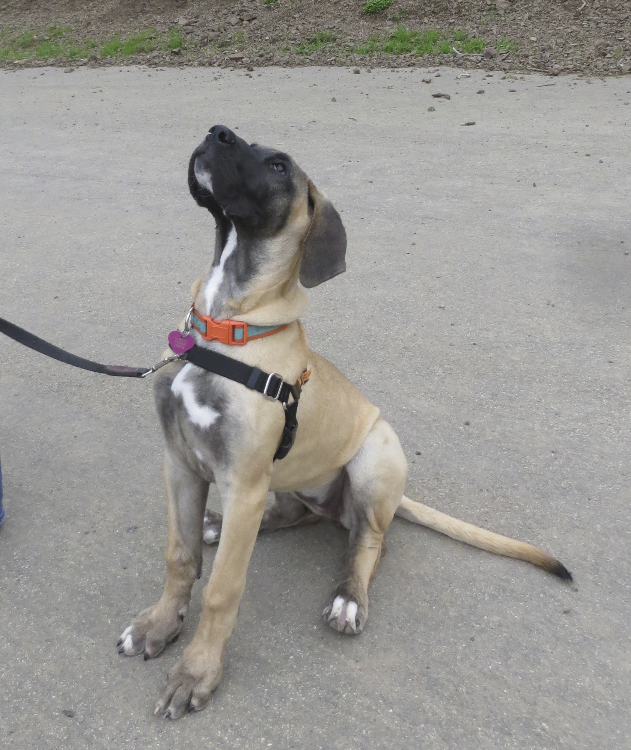 Four Month Old Fawn Harlequin Great Dane Puppy