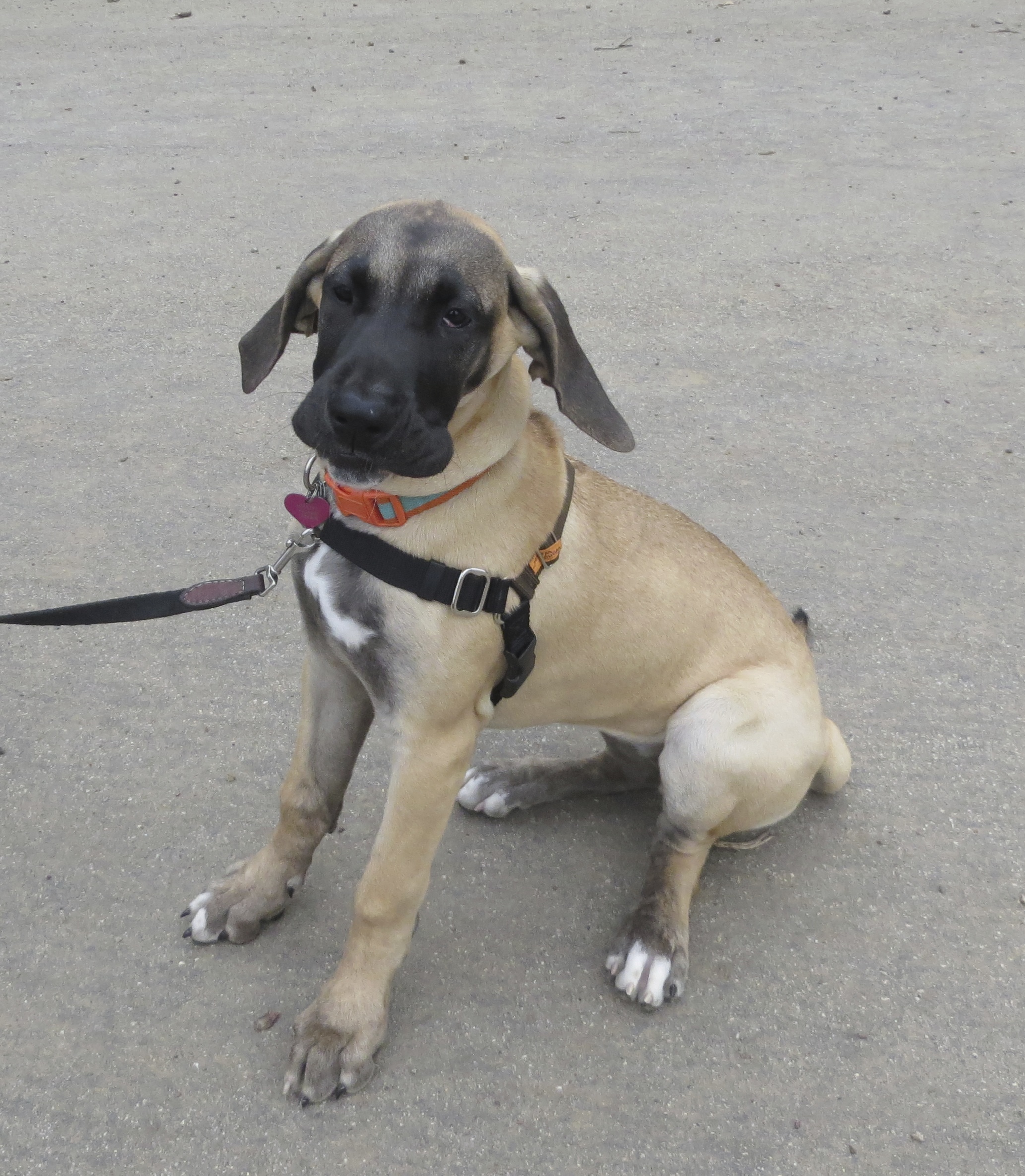 Four Month Old Fawn Harlequin Great Dane Puppy