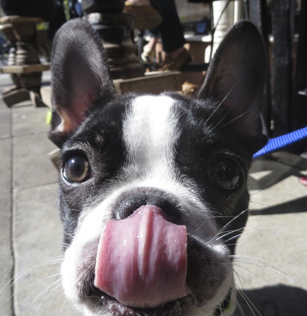 Black and White French Bulldog Puppy Licking His Nose