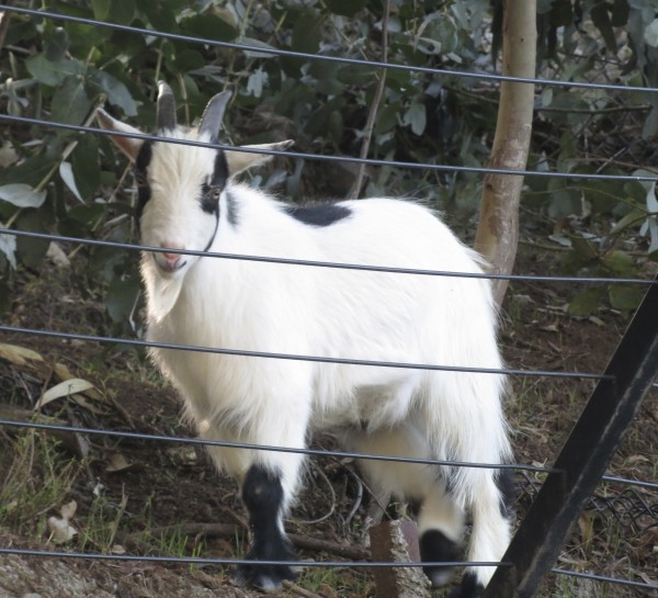 White Goat With Black Spots