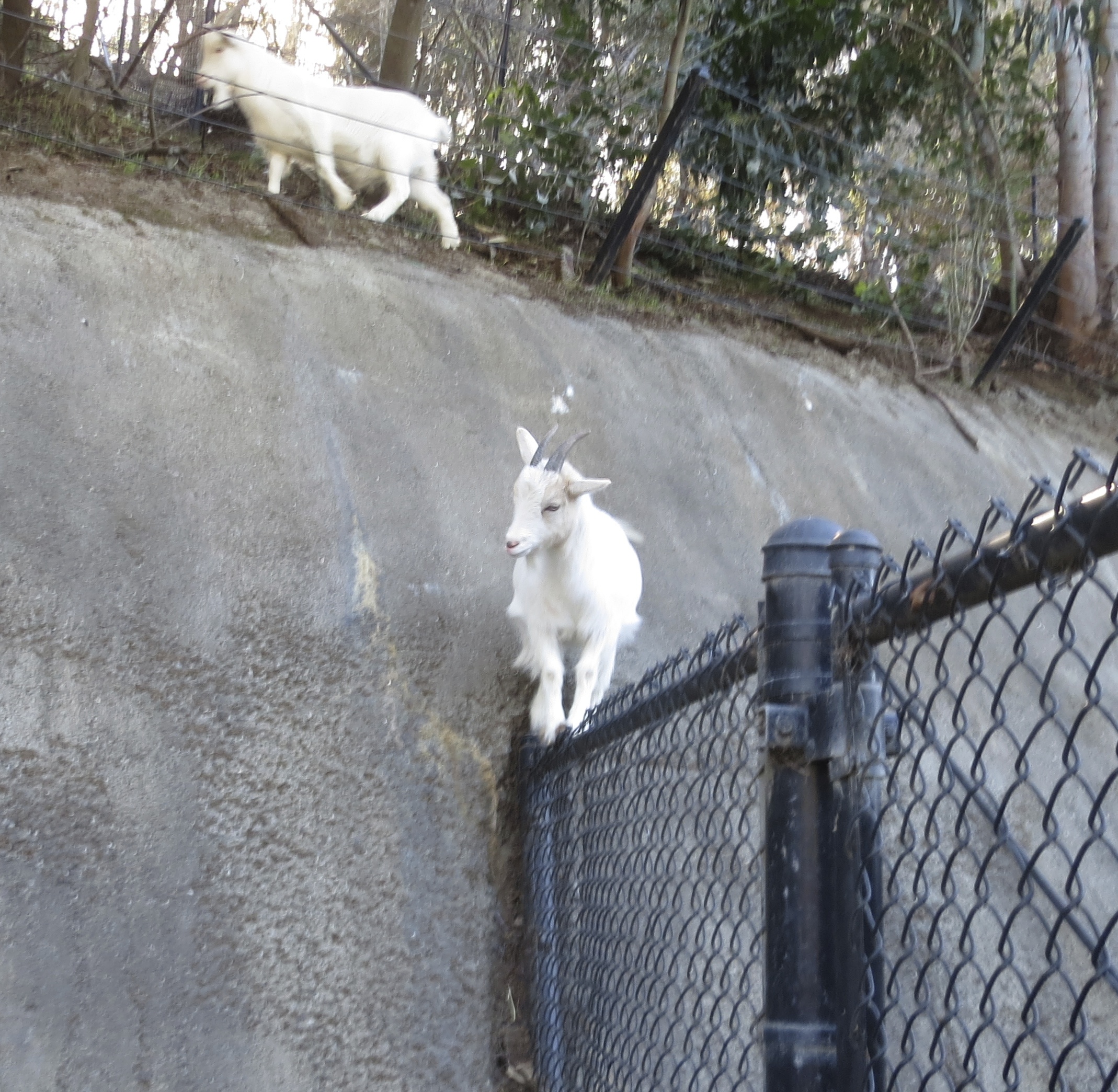 Goat Standing On Top Of A Cyclone Fence