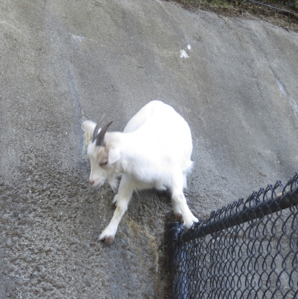 Goat Climbing Wall