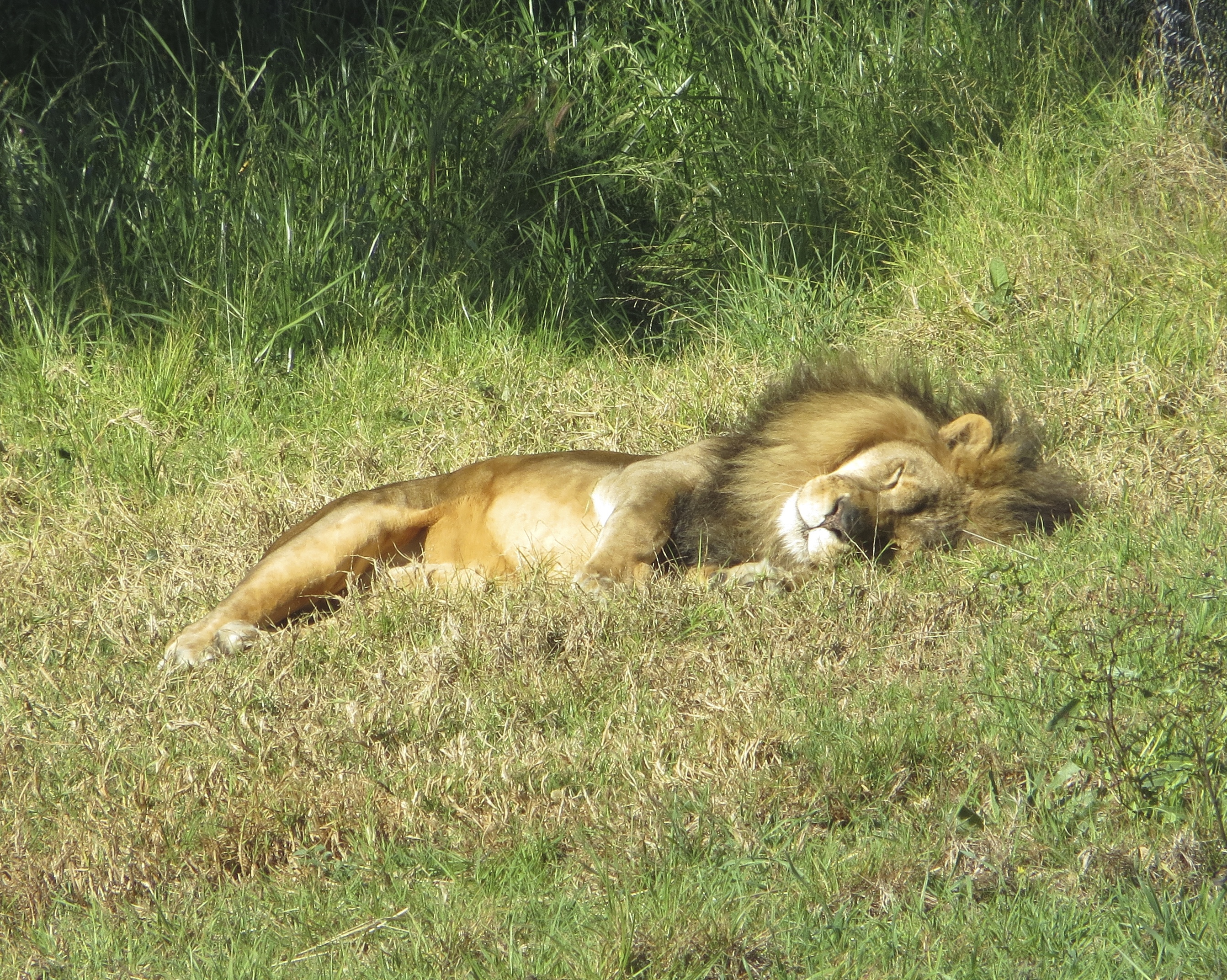 African Lion Rolling in the Grass
