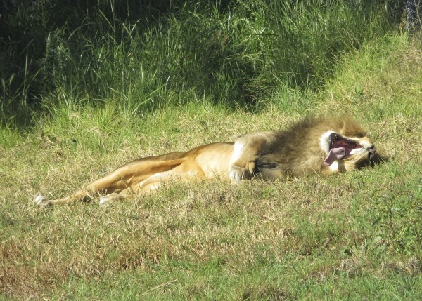 African Lion Rolling in the Grass and Sticking Out His Tongue