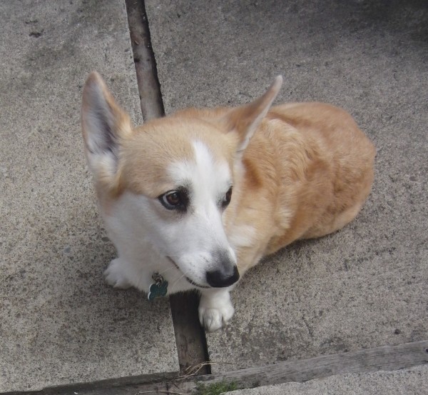 Pembroke Welsh Corgi Looking Adorable