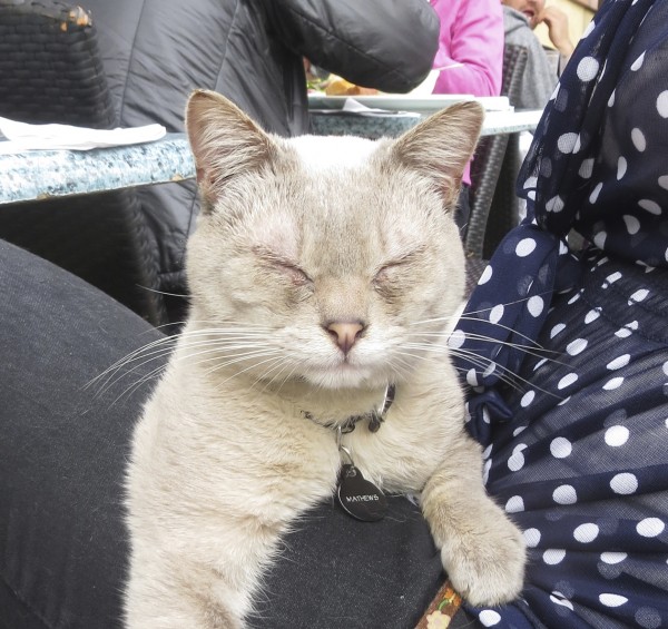 Grey Kitty With Eyes Closed