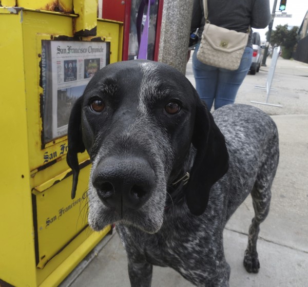 German Shorthaired Pointer Tied to a Newspaper Machine