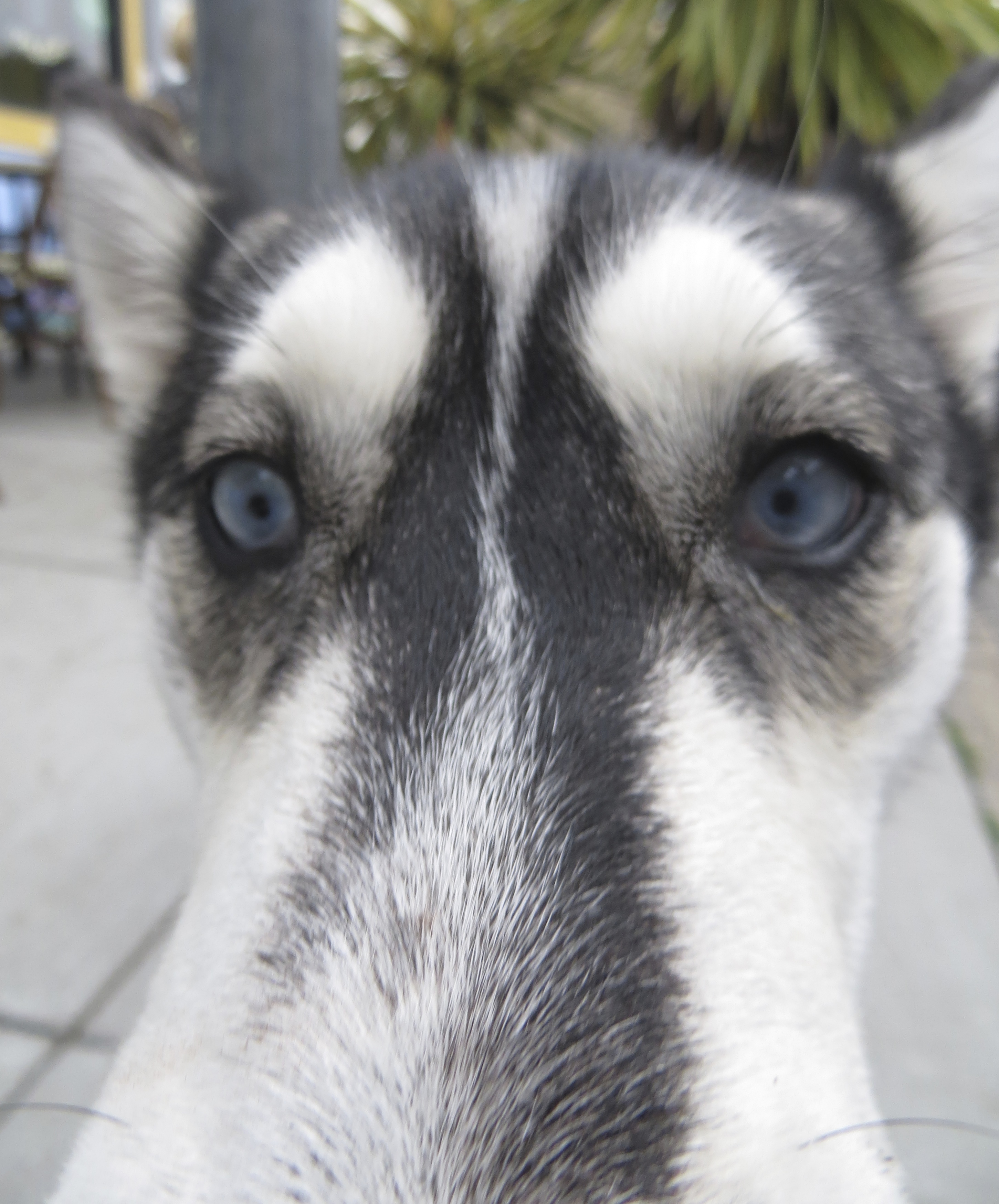 Agouti and White Siberian Husky With Light Blue Eyes Sticking Her Nose In My Camera