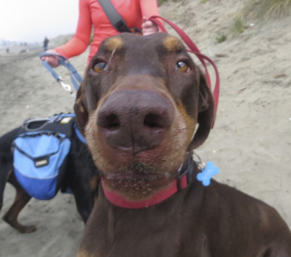 Red and Rust Doberman Nose