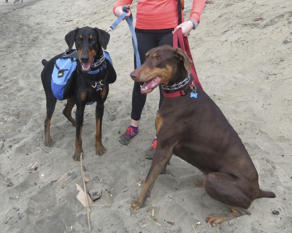 Black and Rust Doberman and Red and Rust Doberman