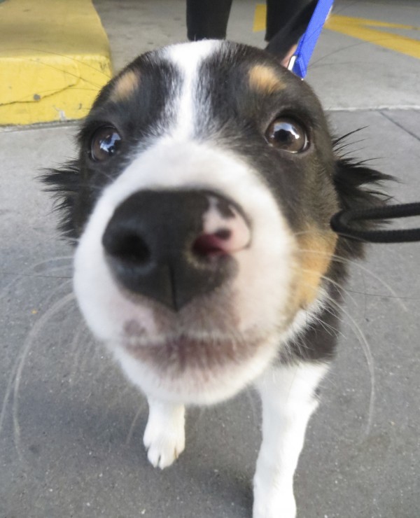 Tricolor Miniature Australian Shepherd Puppy With Pink Spot On Nose