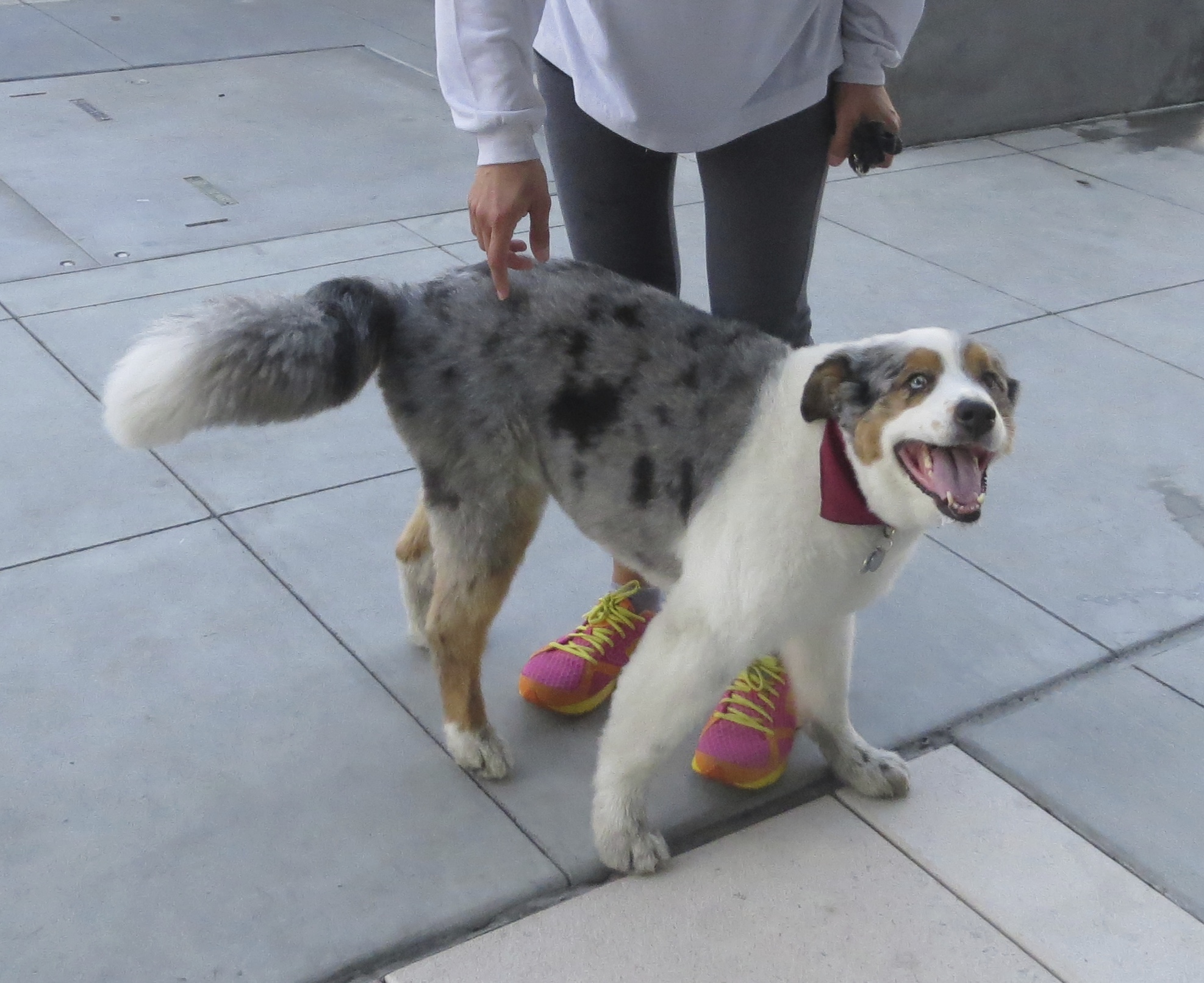 Blue merle aussie with tail best sale