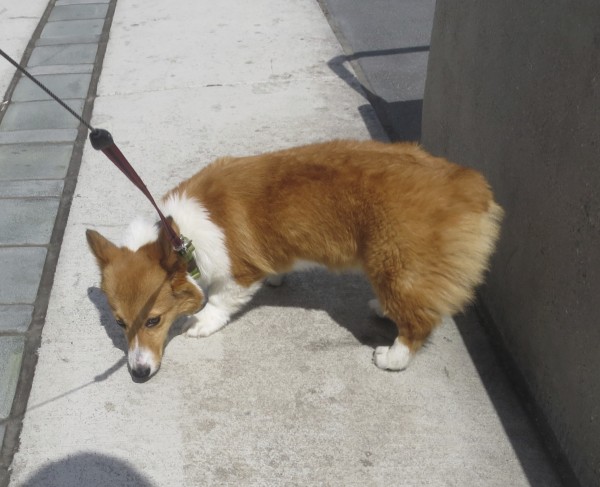Red and White Pembroke Welsh Corgi Puppy with a Fluffy Butt