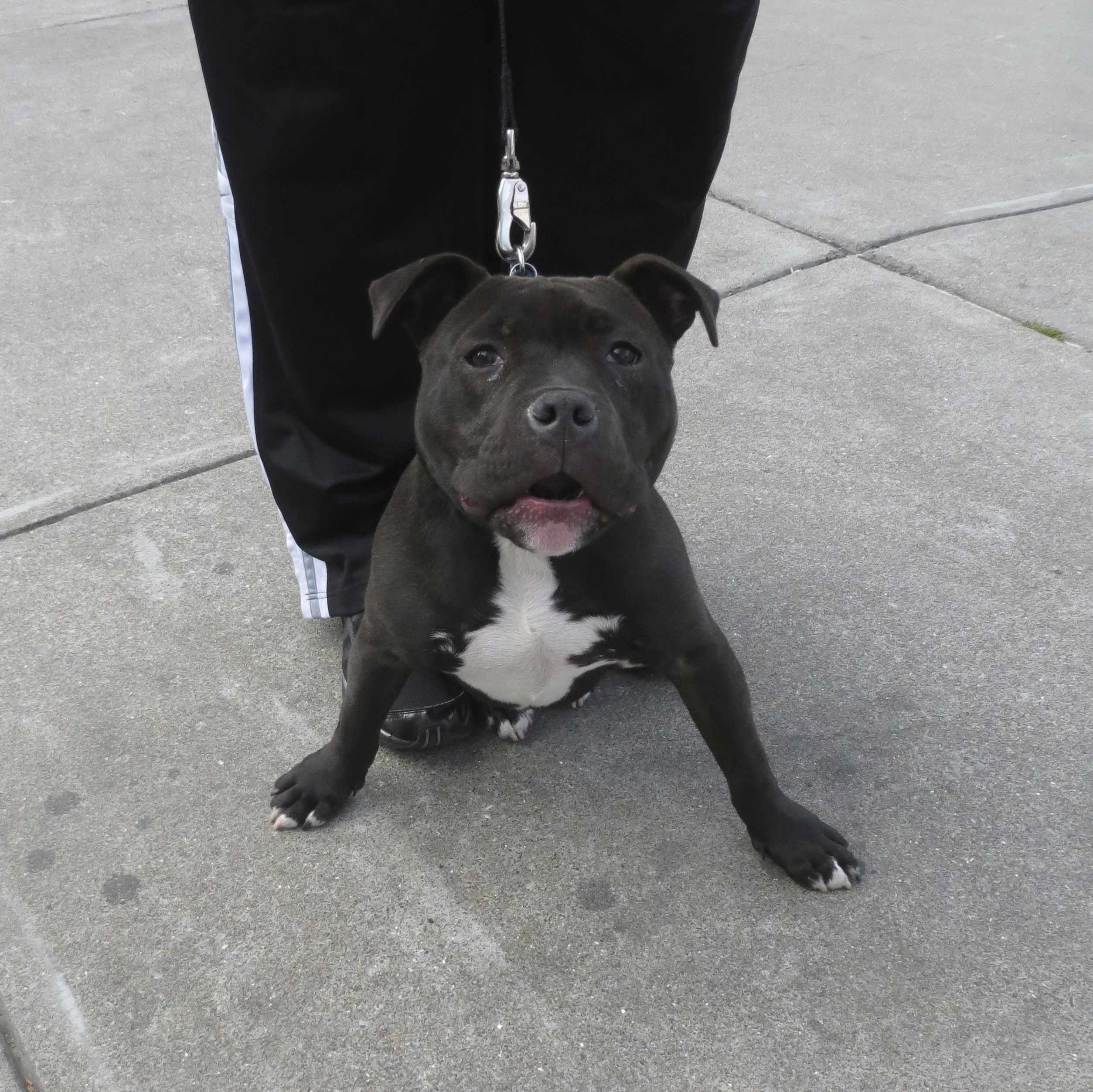 Black American Staffordshire Terrier Puppy With White Chest