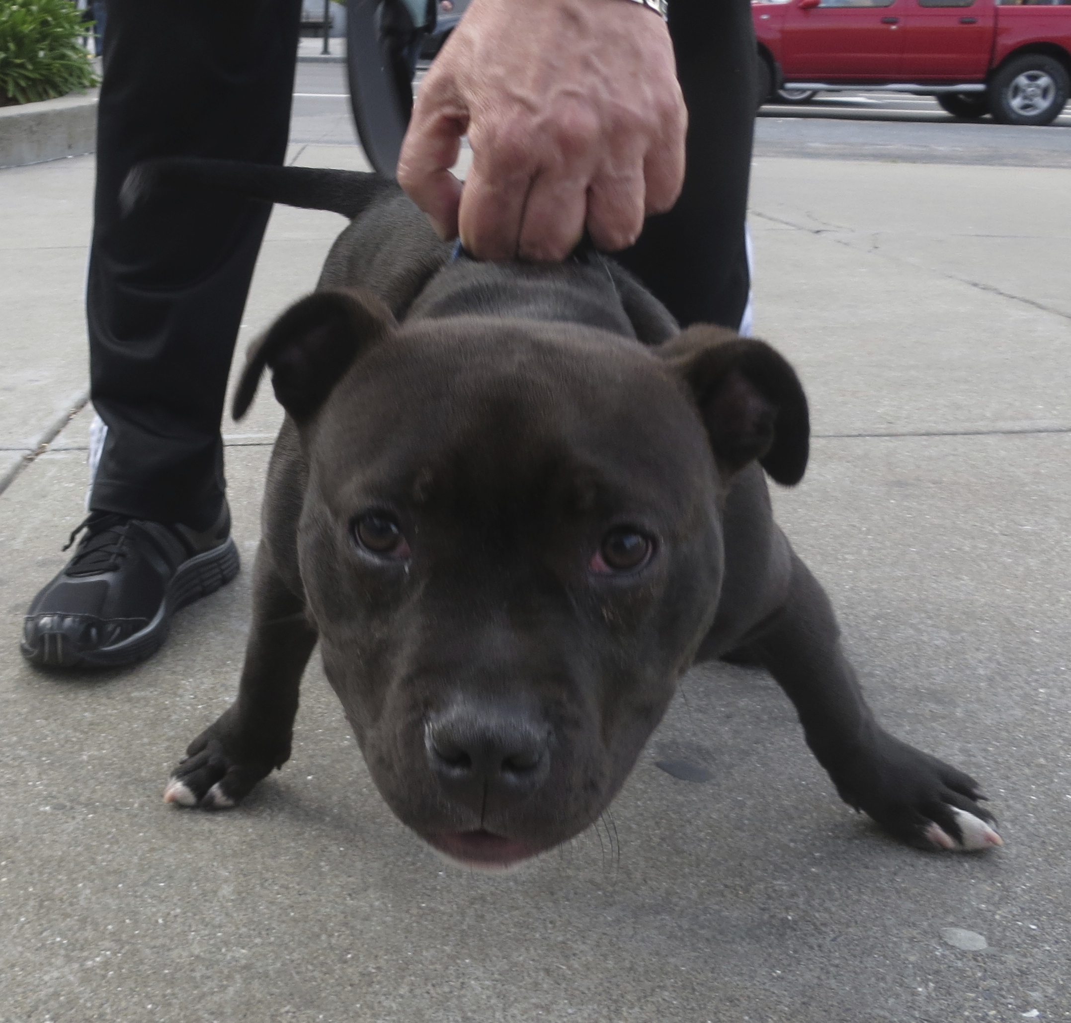 Germantown, OH - American Pit Bull Terrier. Meet Piper Louise a