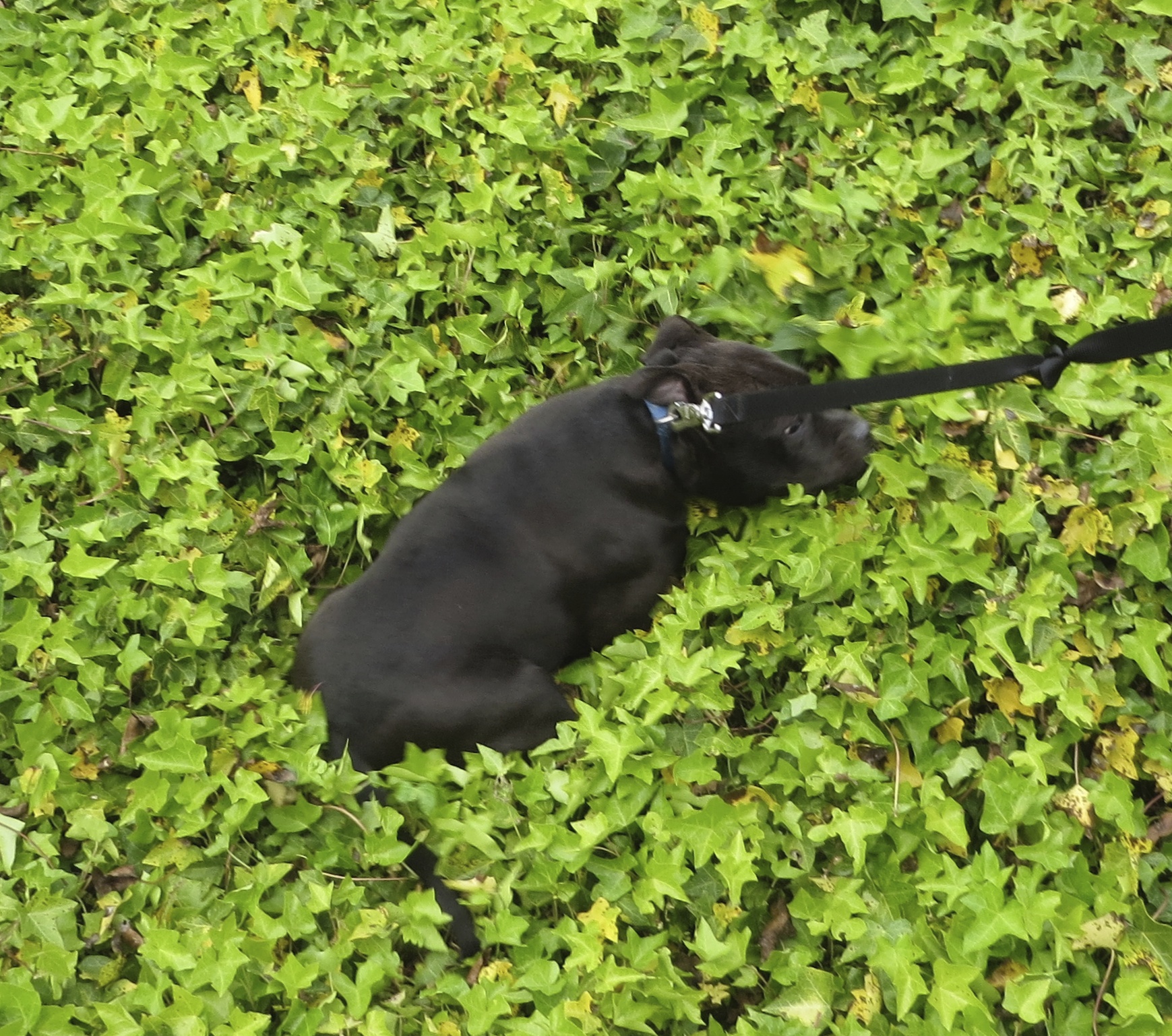 Black American Staffordshire Terrier Puppy Half Buried In Ivy