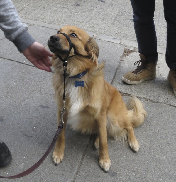 Border Collie/Golden Retriever Mix