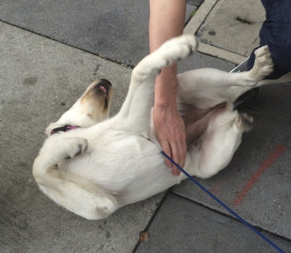 Yellow Labrador Retriever Getting A Belly Rub