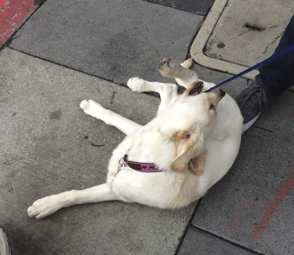 Yellow Labrador Retriever Puppy Chewing on Leash