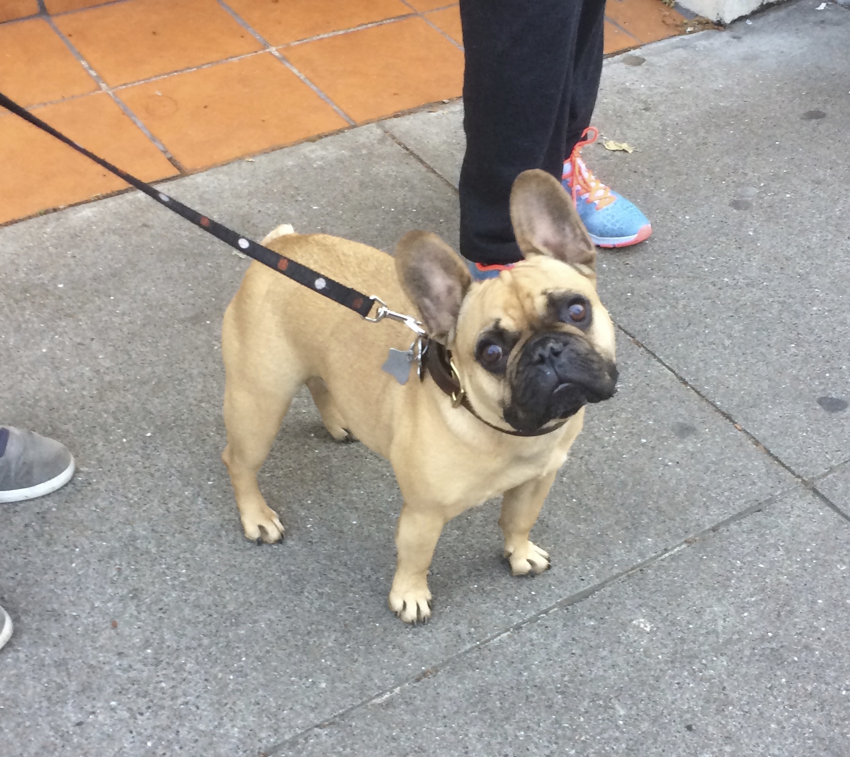 Fawn French Bulldog with Black Mask Tilting Her Head