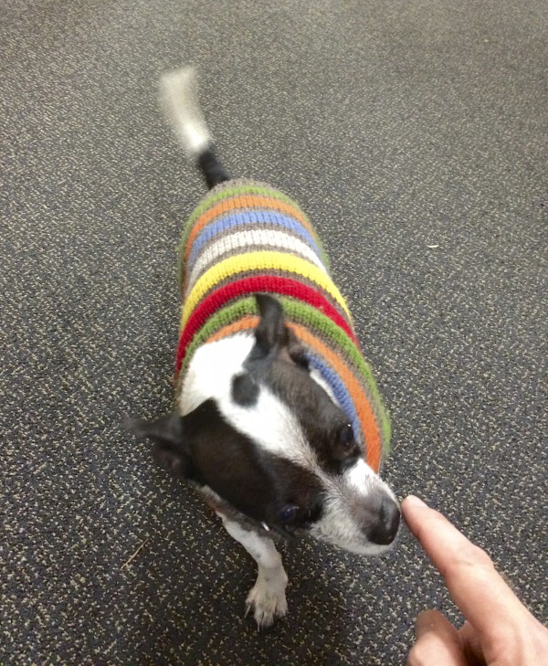 Chihuahua in Striped Sweater Sniffing My Finger