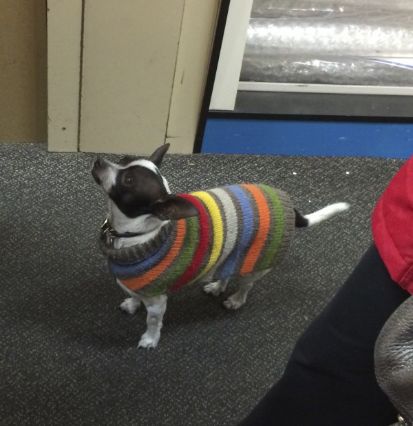 Chihuahua in Striped Sweater