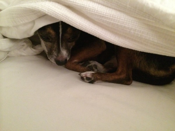 Chihuahua/Dachshund Mix Hiding Under A Sheet