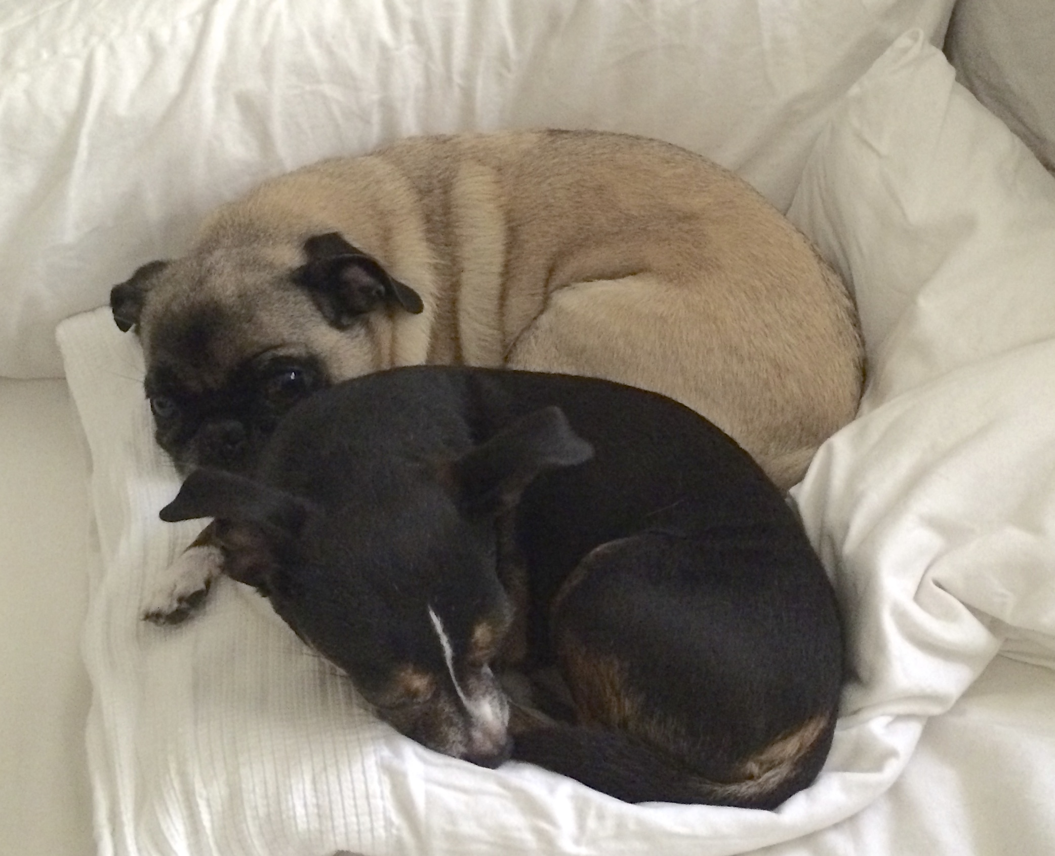 Double Dog Day: Henry the Pug and Baby the Chihuahua ...