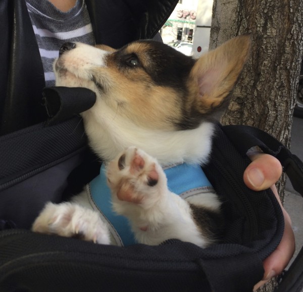 Tricolor Corgi Puppy In A Bag Holding Up His Paw