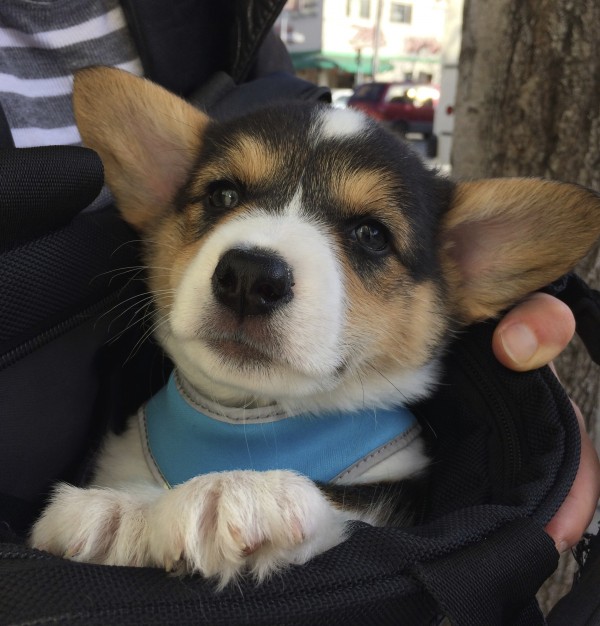 Tricolor Corgi Puppy In A Bag