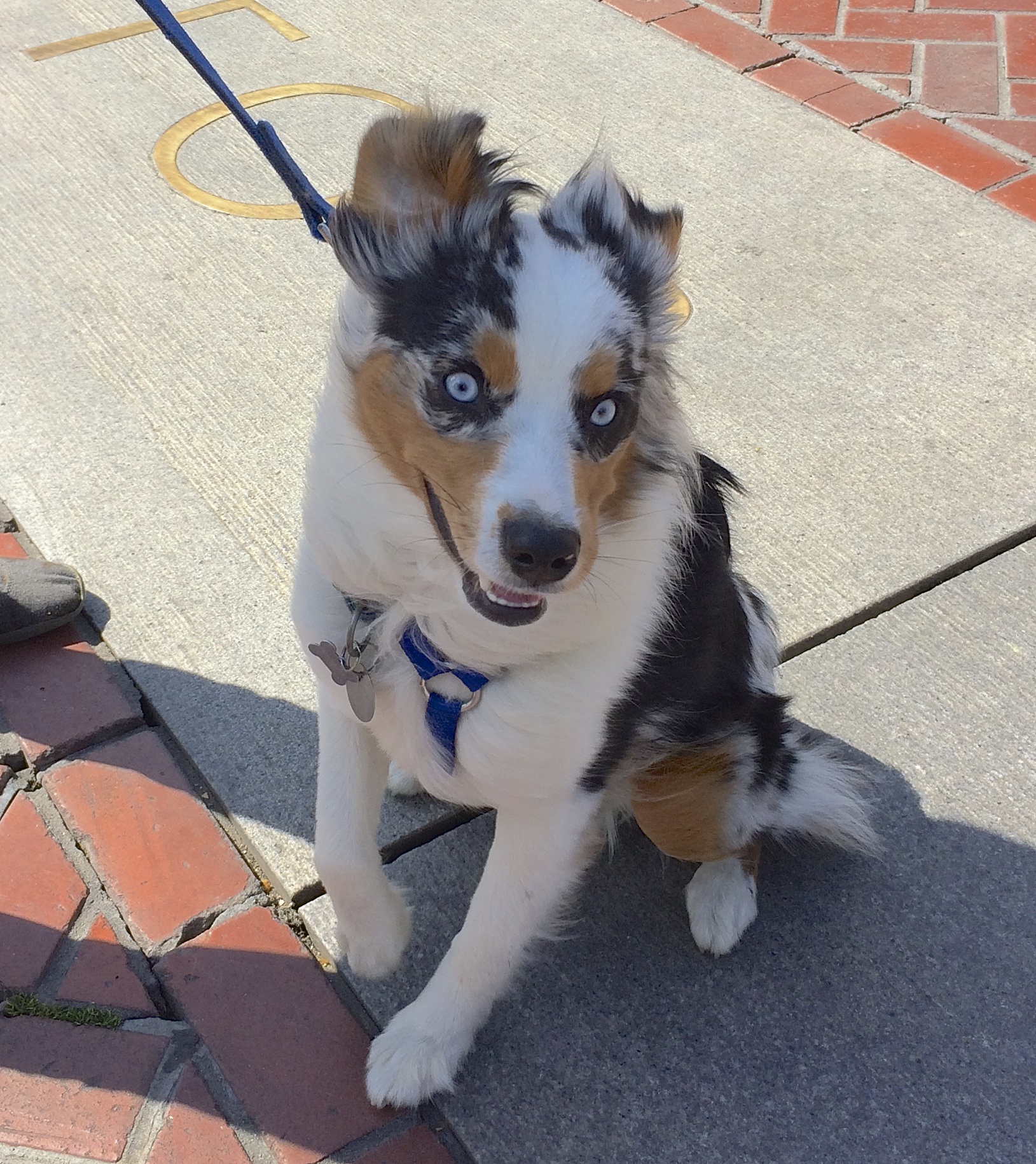 Blue Merle Tricolor Miniature Australian Shepherd With Blue Eyes and A Wild Happy Expression