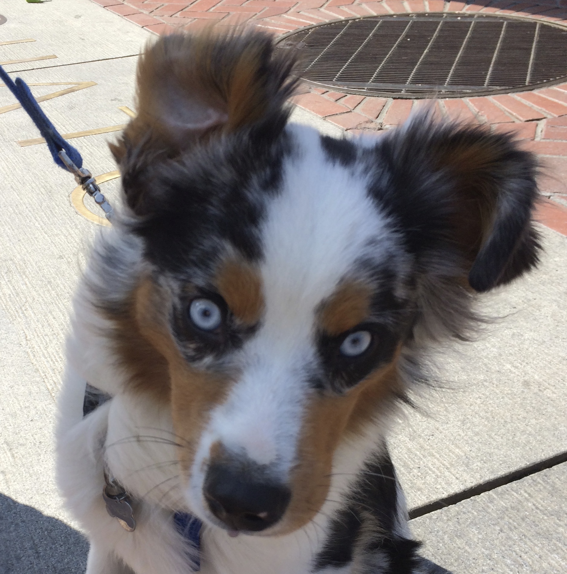 Blue Merle Tricolor Miniature Australian Shepherd With Blue Eyes and A Piercing Stare