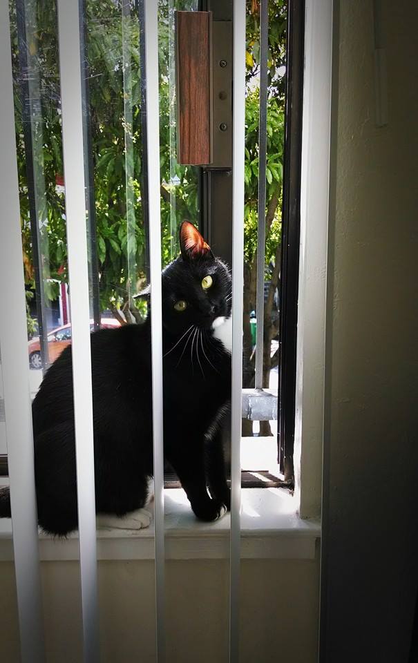 Tuxedo Cat With Sun Shining Through One Ear