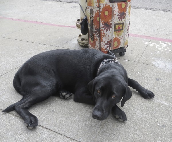Black Labrador Retriever Sleeping Next To Fire Hydrant And Suitcase