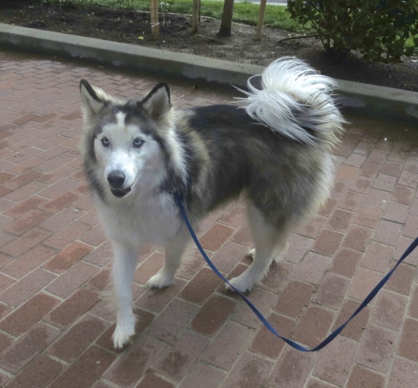 Grey and White Alaskan Husky With Curly Tail
