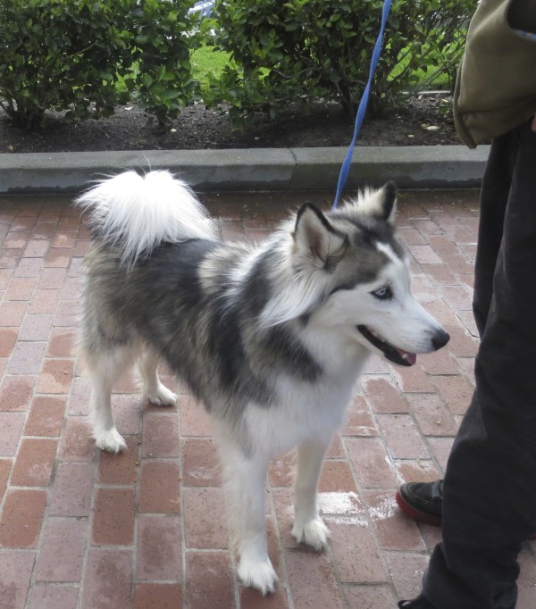 Grey and White Alaskan Husky With Curly Tail