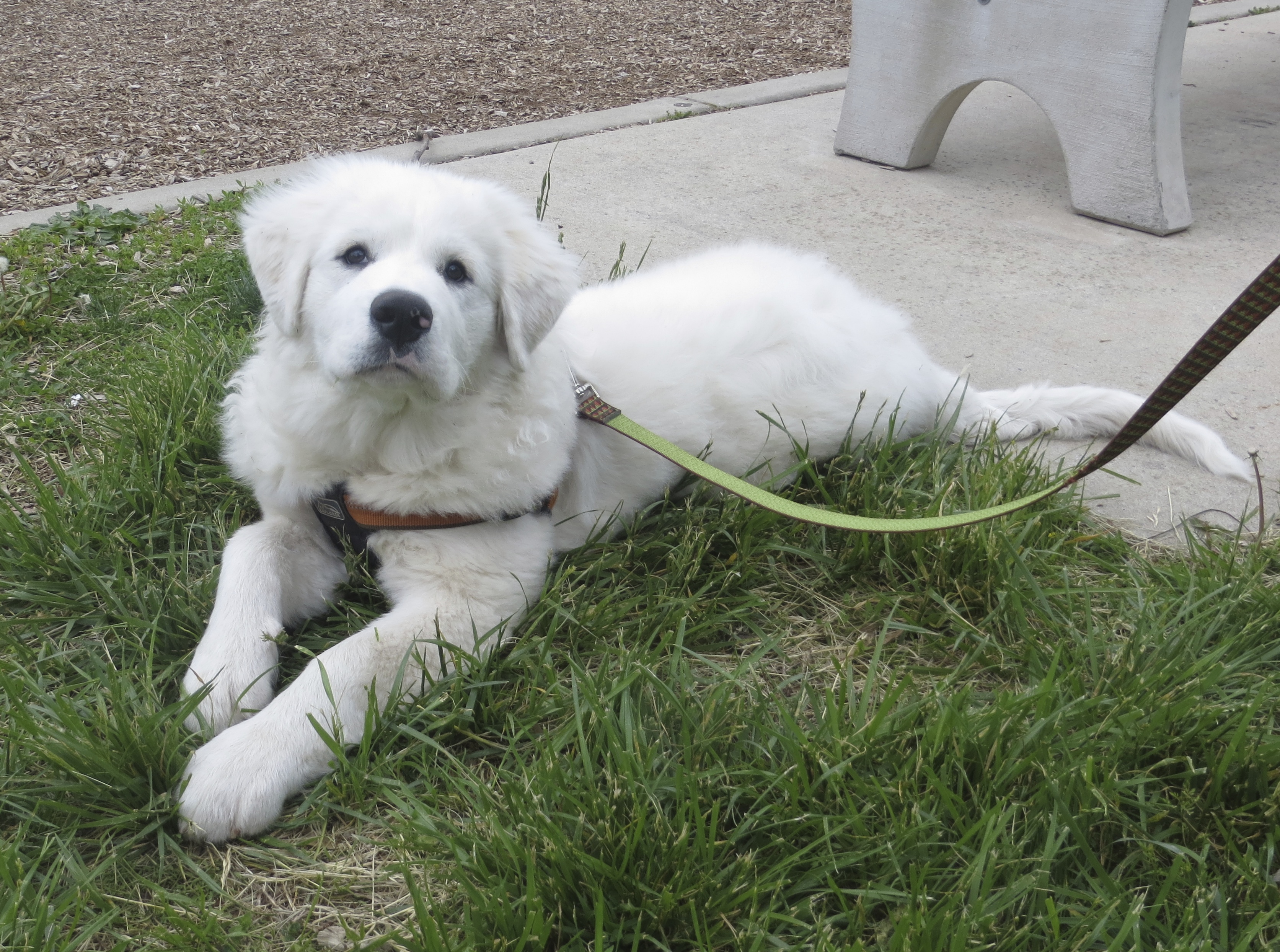 old great pyrenees