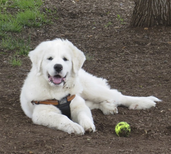 Great Pyrenees Puppy With Ball