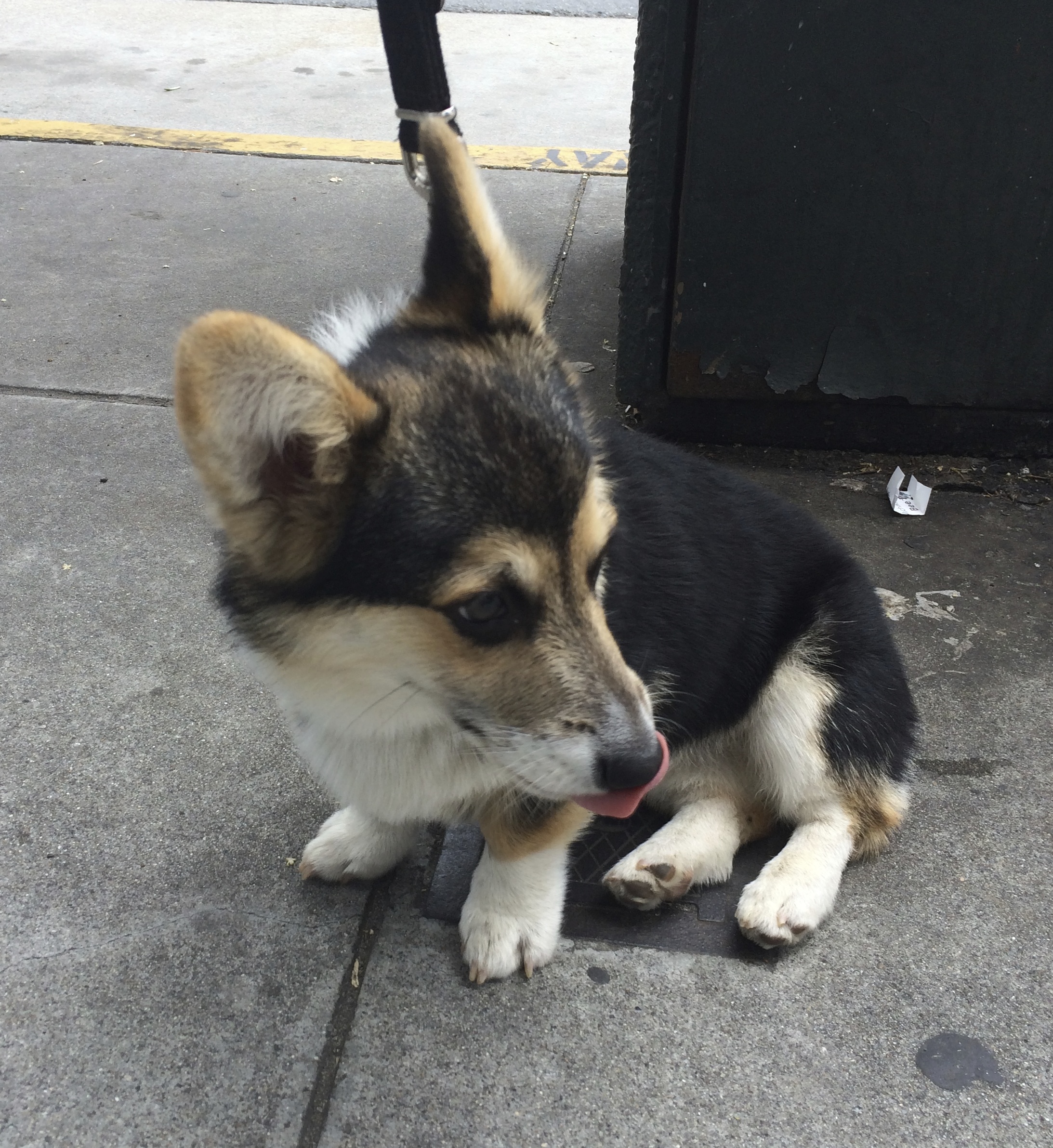 Tricolor Pembroke Welsh Corgi With Black Eyes Sticking Out His Tongue