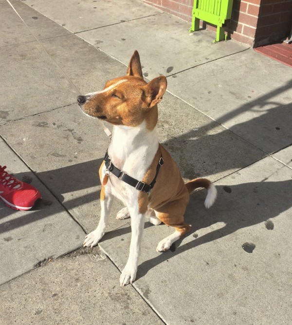 Red and White Basenji Sitting With Eyes Closed